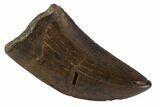 Serrated, Tyrannosaur Tooth - Judith River Formation, Montana #91369-1
